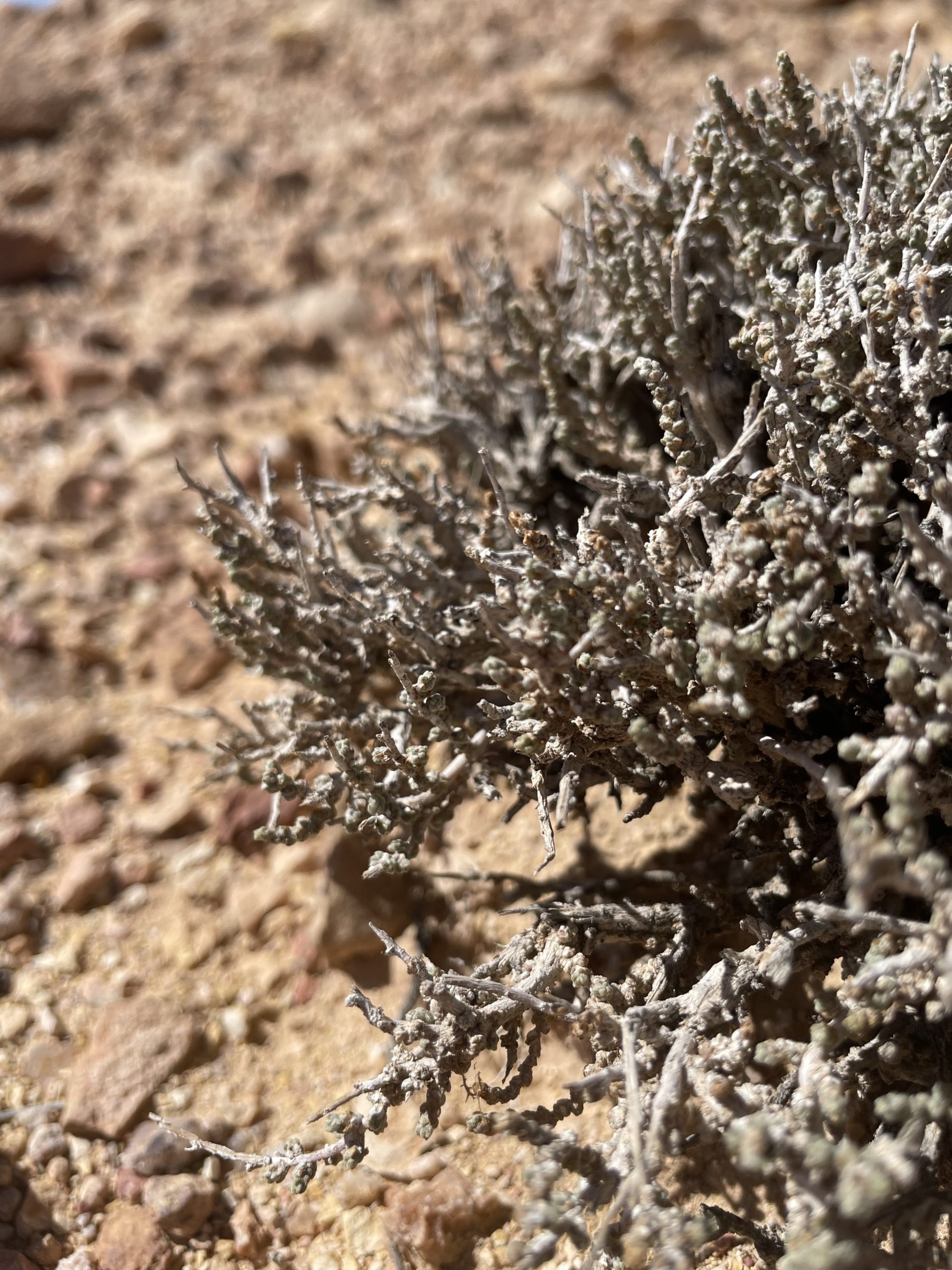 Une plante dans le désert de rocaille
