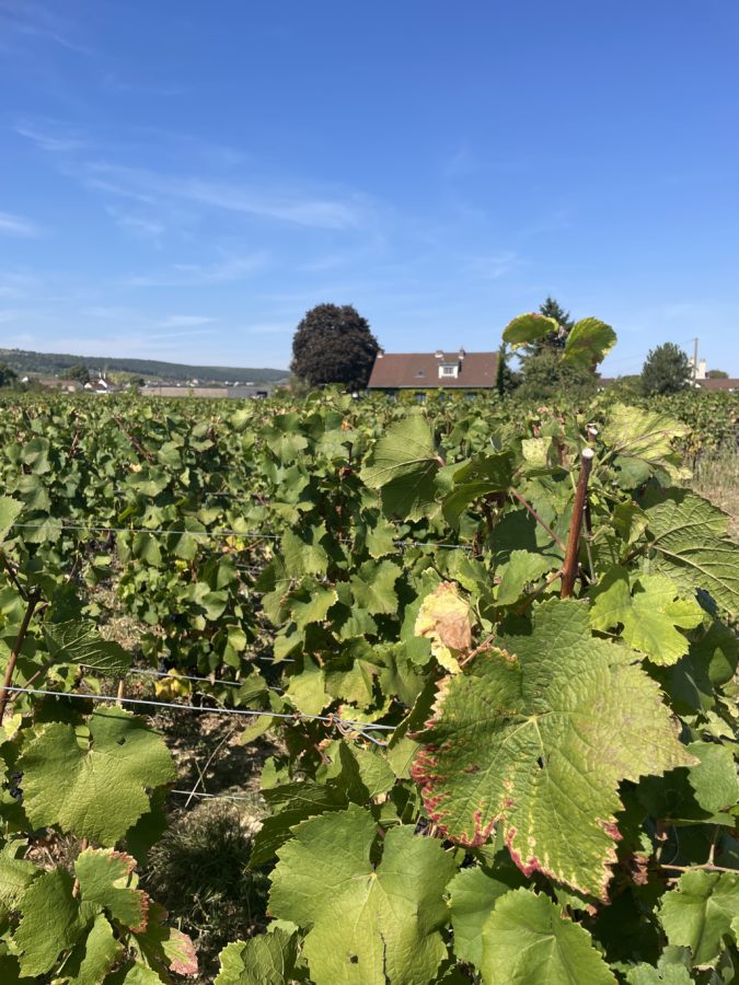 Paysage de vignes, vu pendant le voyage en stop en France, Bourgogne