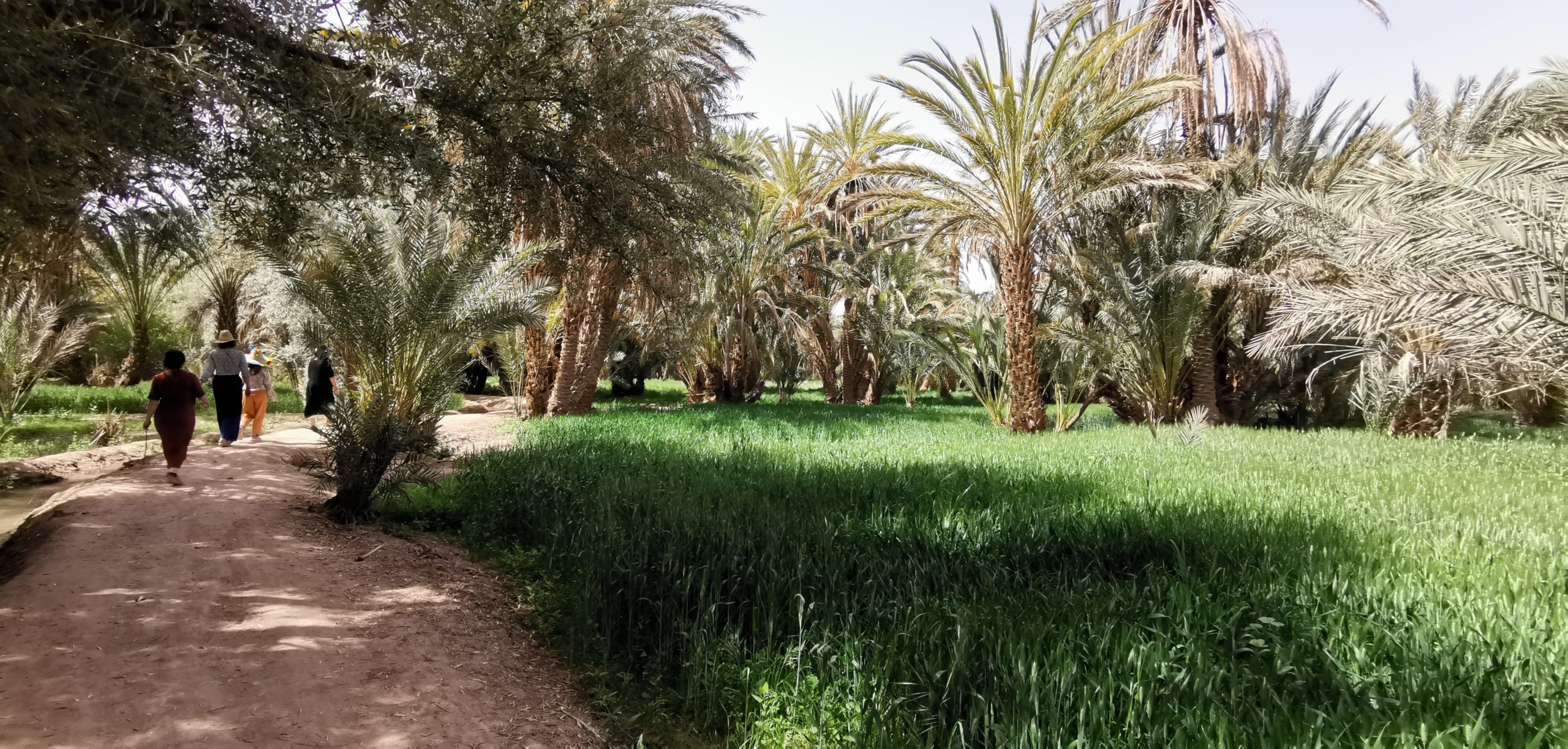 Des femmes se promènent dans l'oasis au Maroc