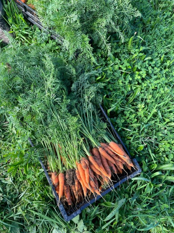 Récolte de carottes de l'activité maraichage du Suchel
