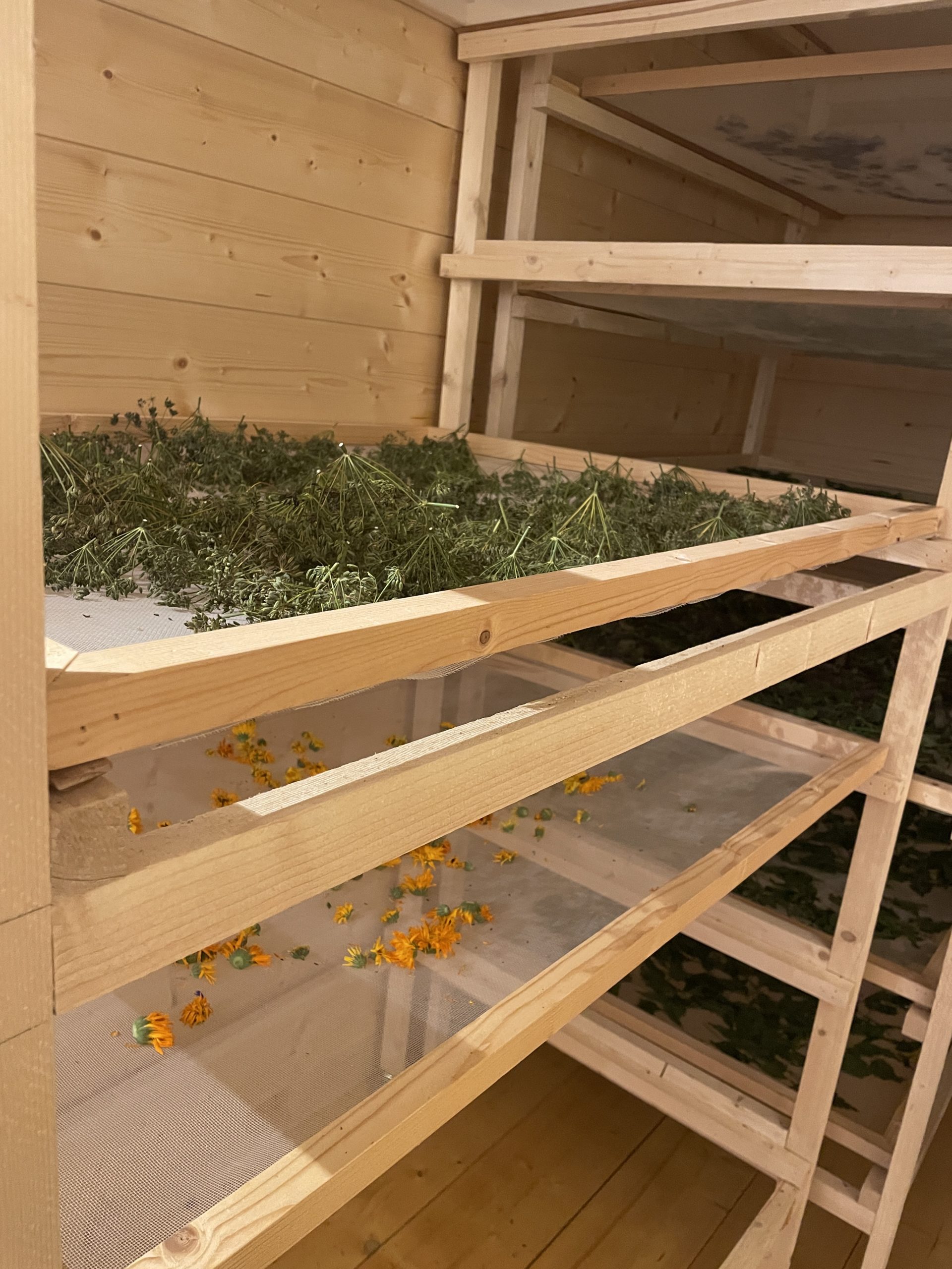 Séchoir à plantes médicinales : étagères de cadres en bois et une moustiquaire