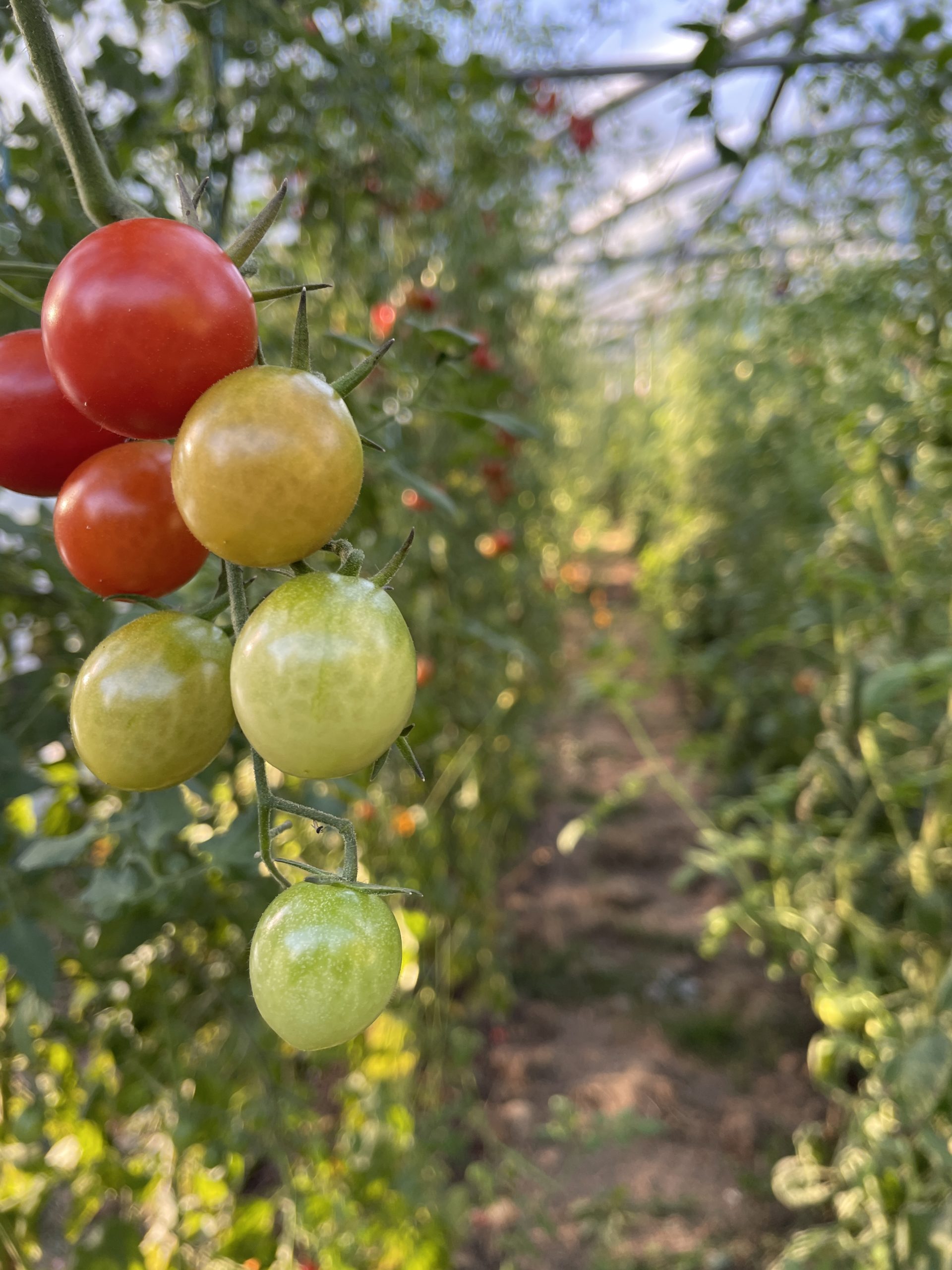 Des tomates cerises poussent dans une serre